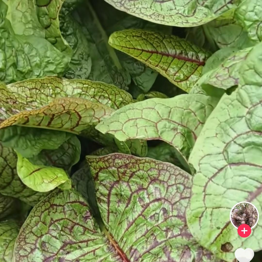 北家圣草🌱传妙方