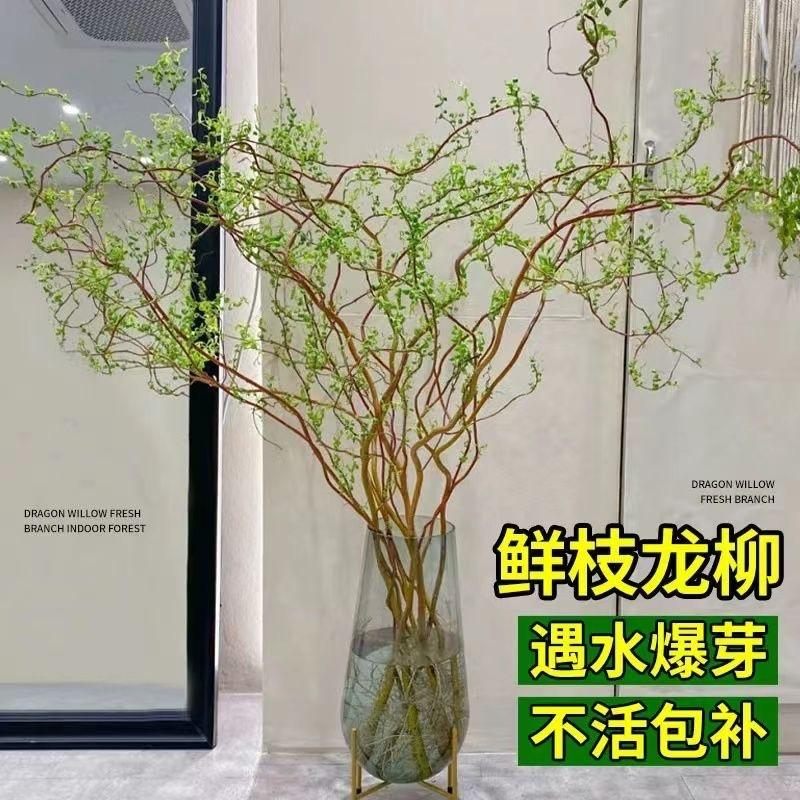 馥屿绿植