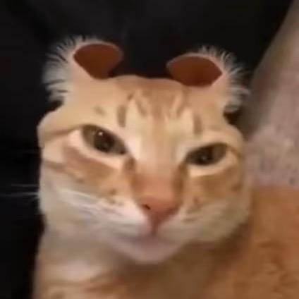 小小唔喵