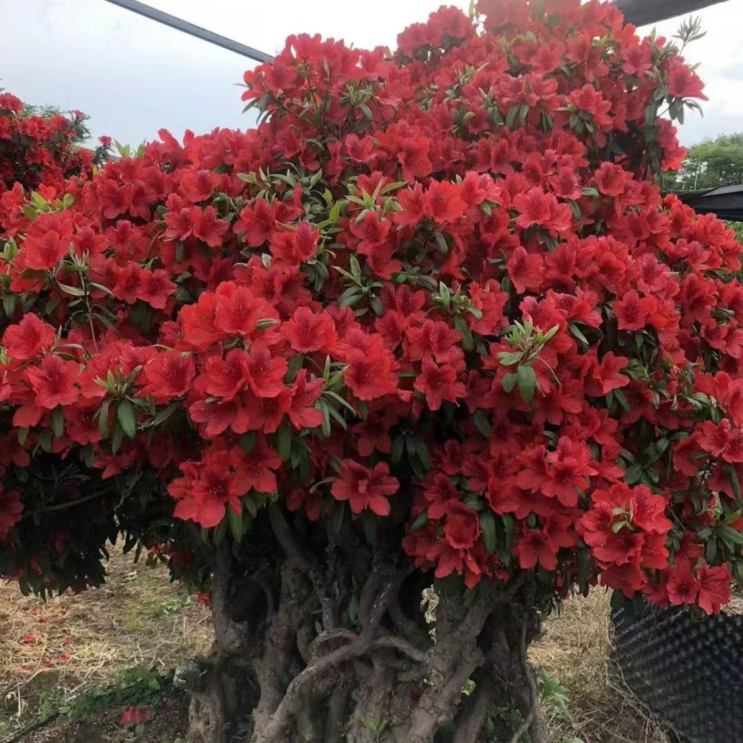 广德德艺盆景种植农场(新号)