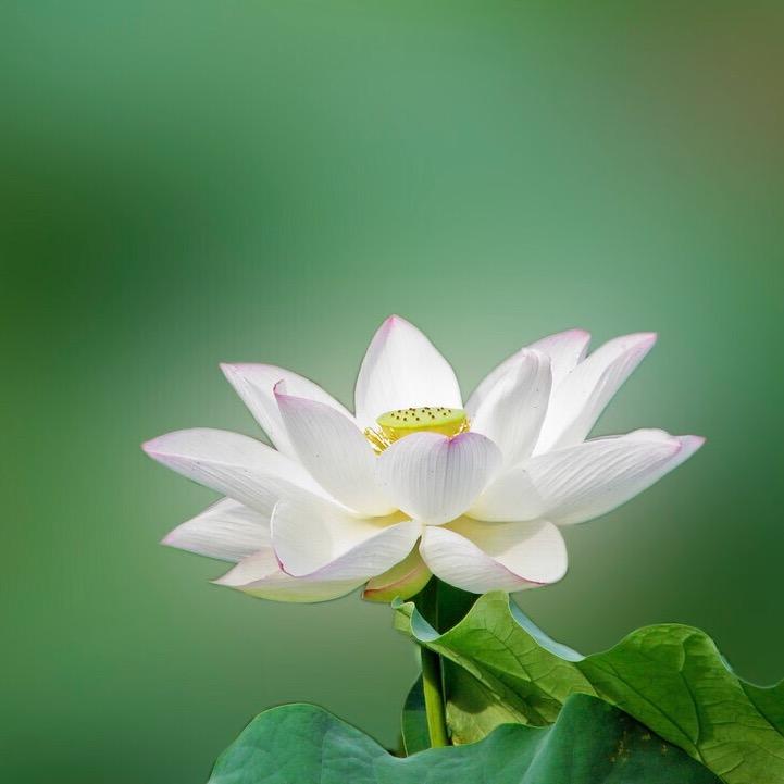 九华山清莲居士