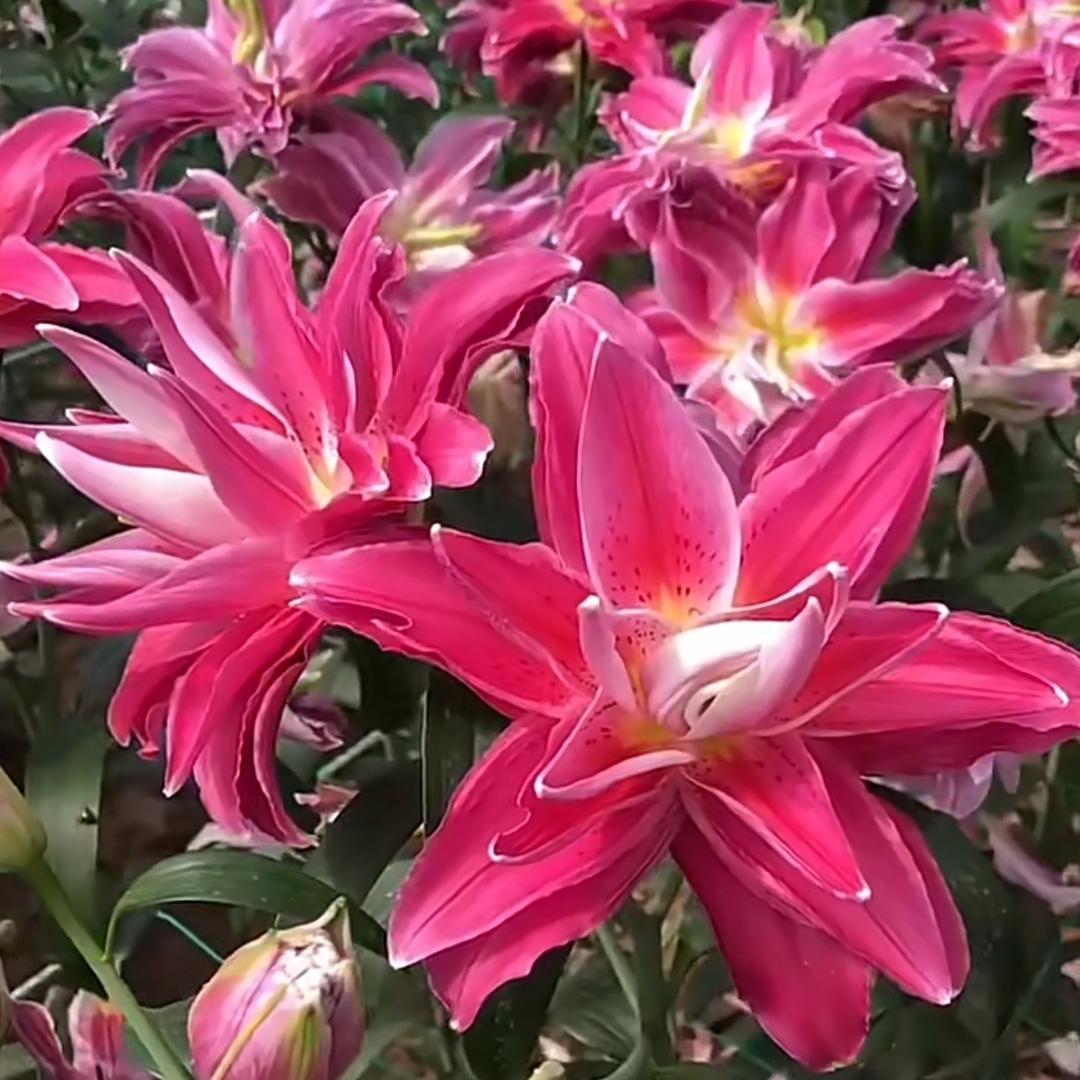 昆明小雨花卉