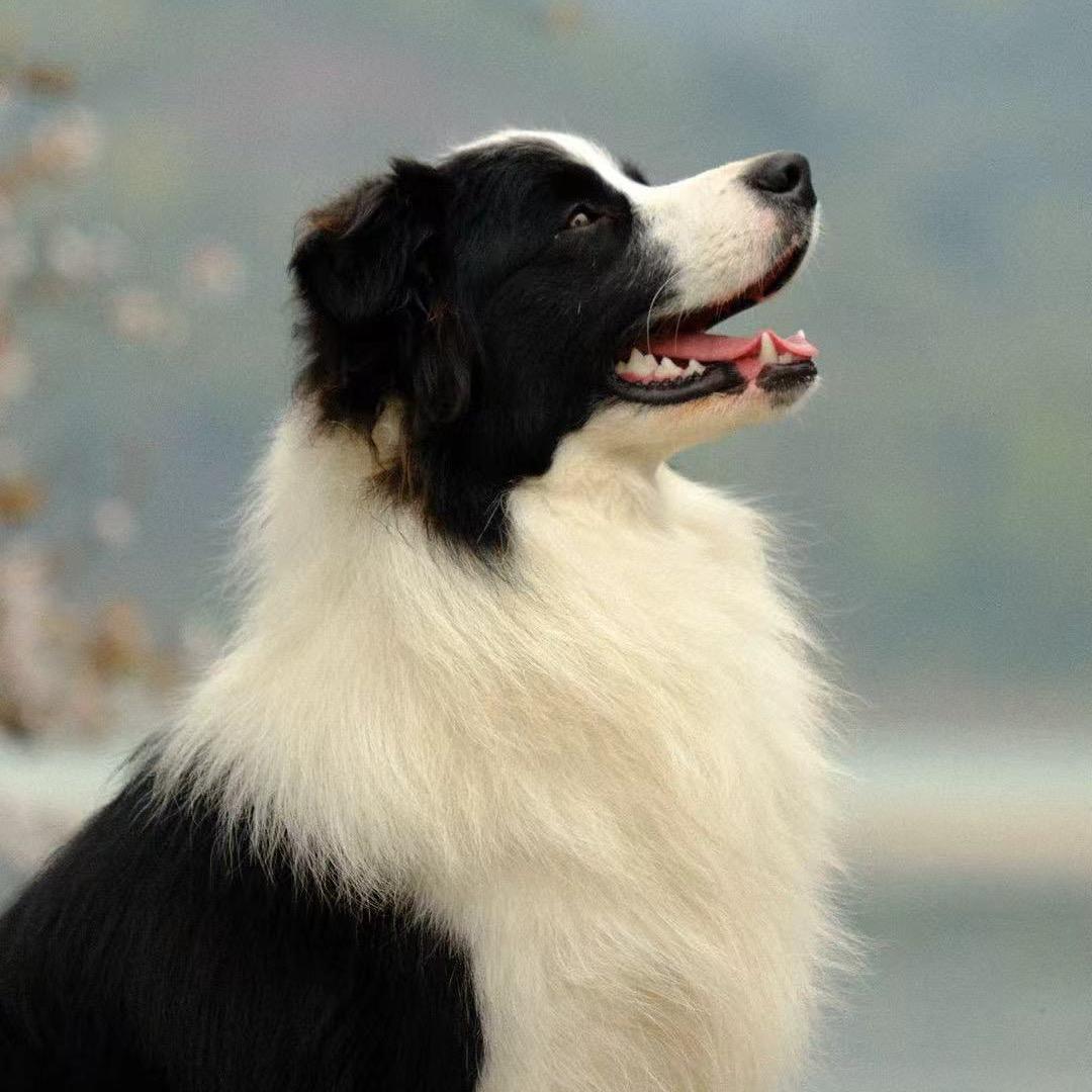 乐山不凡犬舍直播号3⃣️