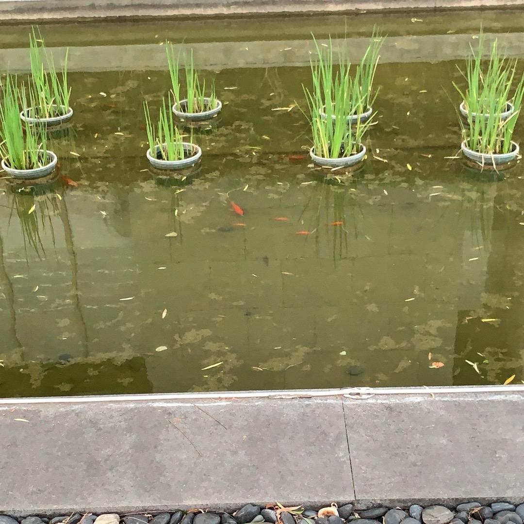 种种花，养养鱼
