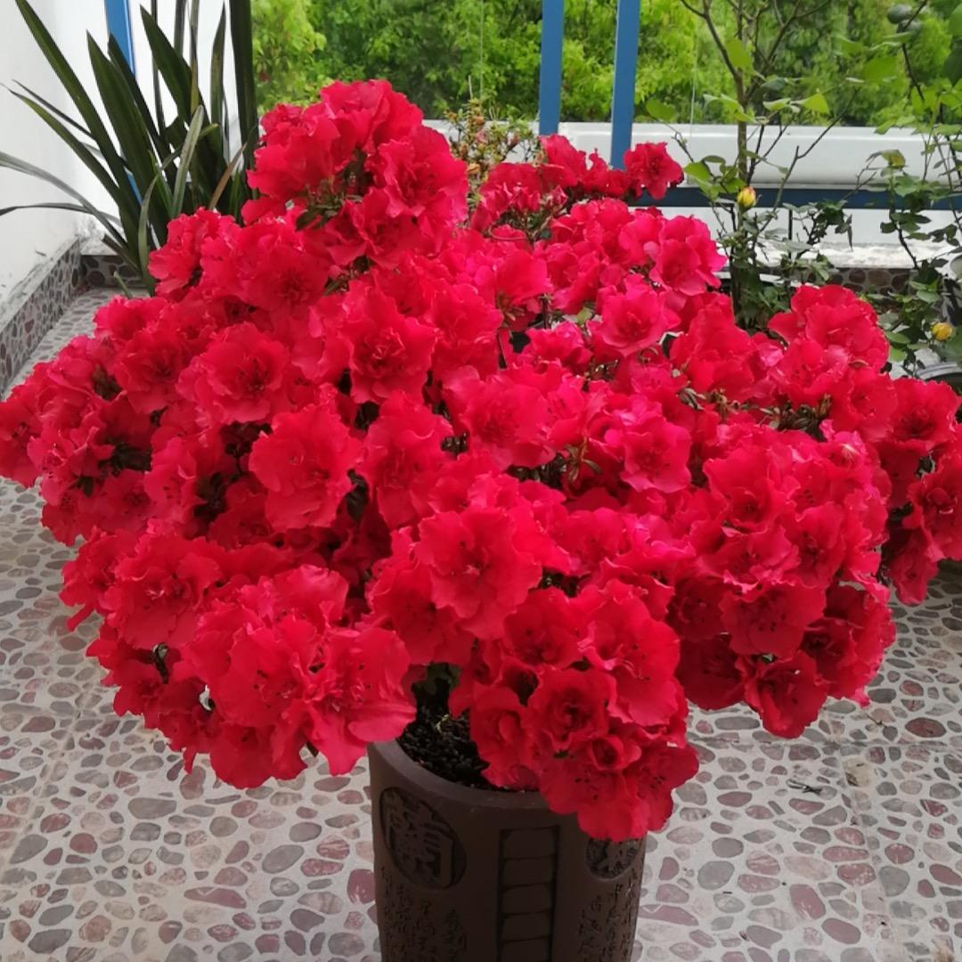 北极