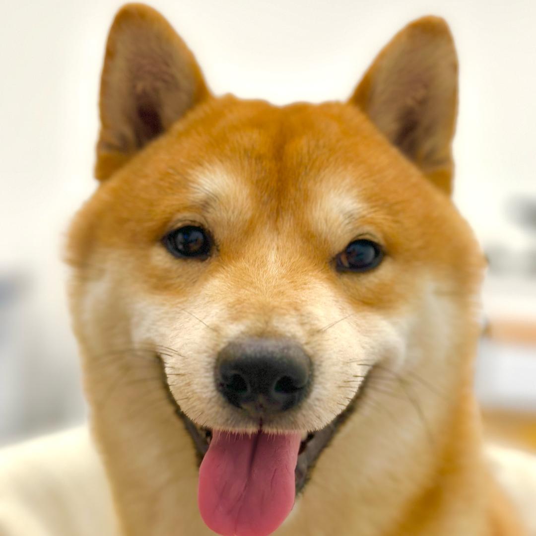 宠庆宠物乐园