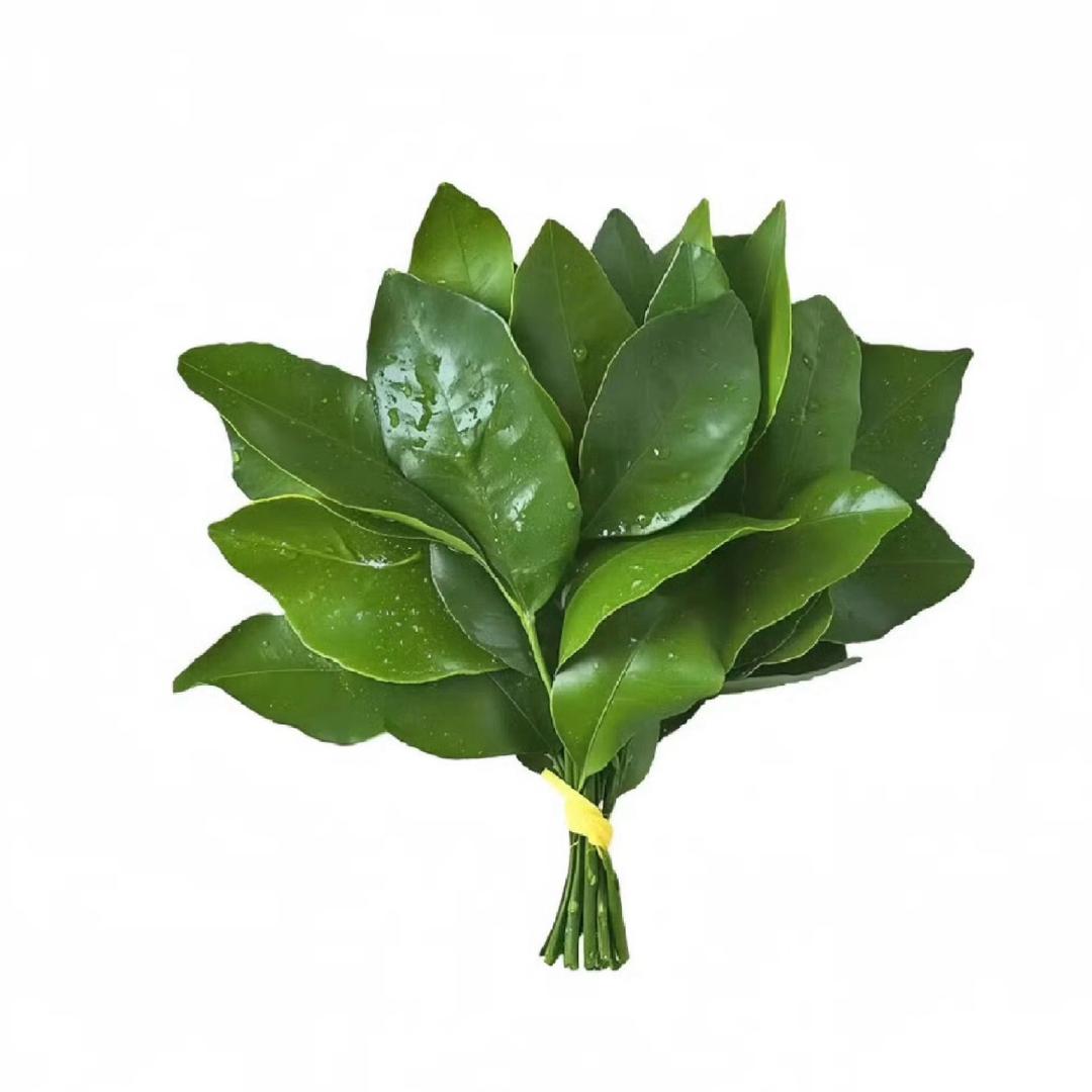 烙枝