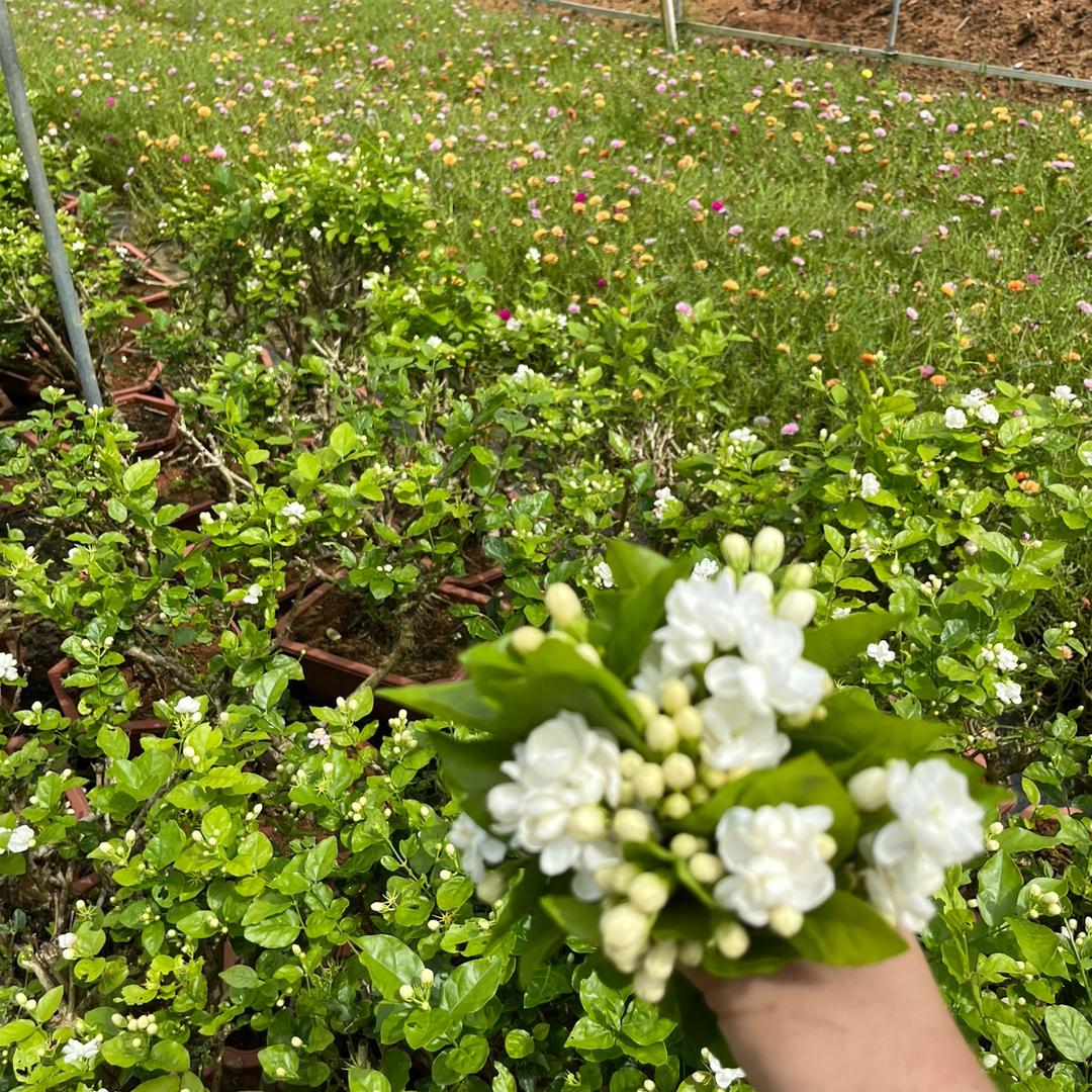 高明茉莉花苗种植
