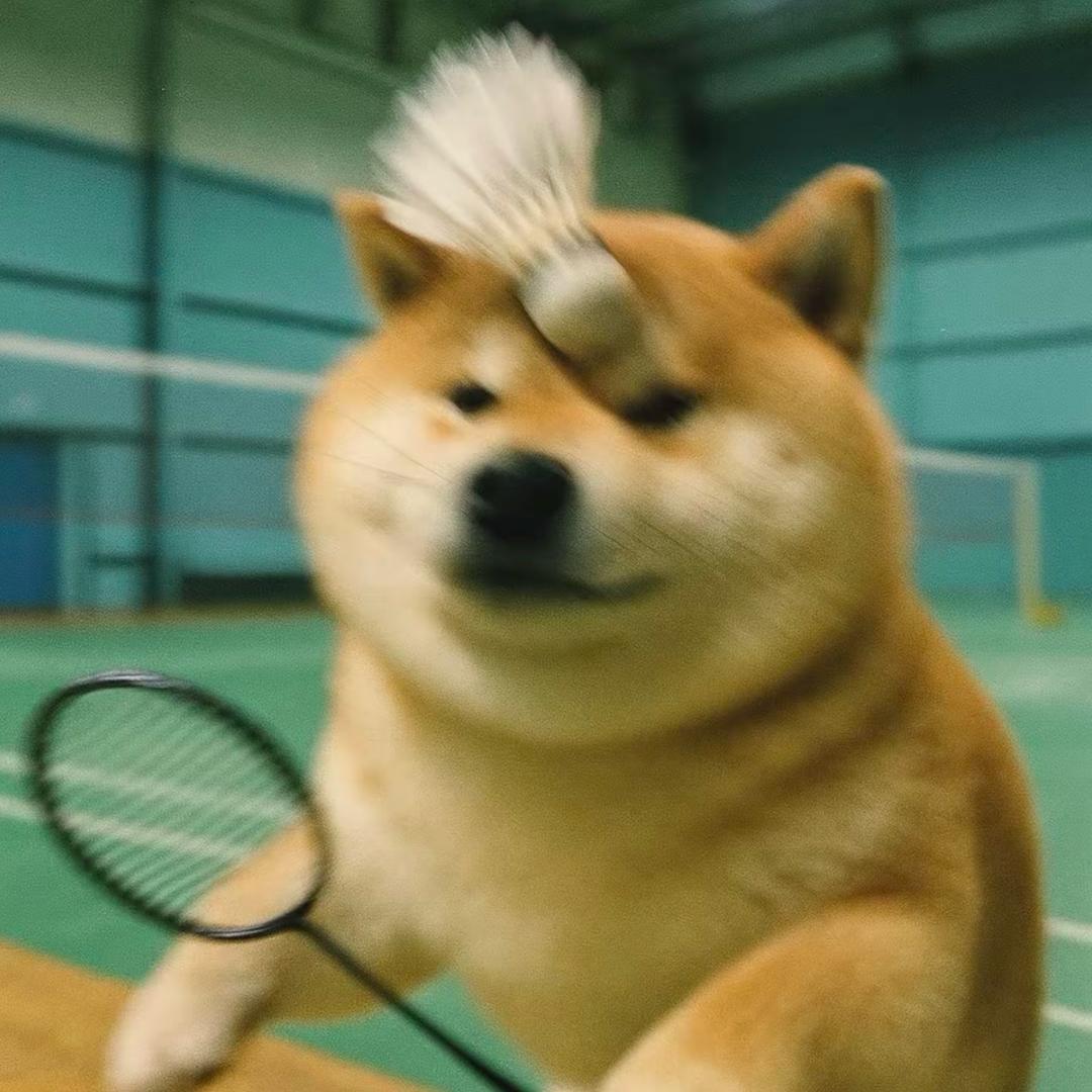 是妙蛙种子👾