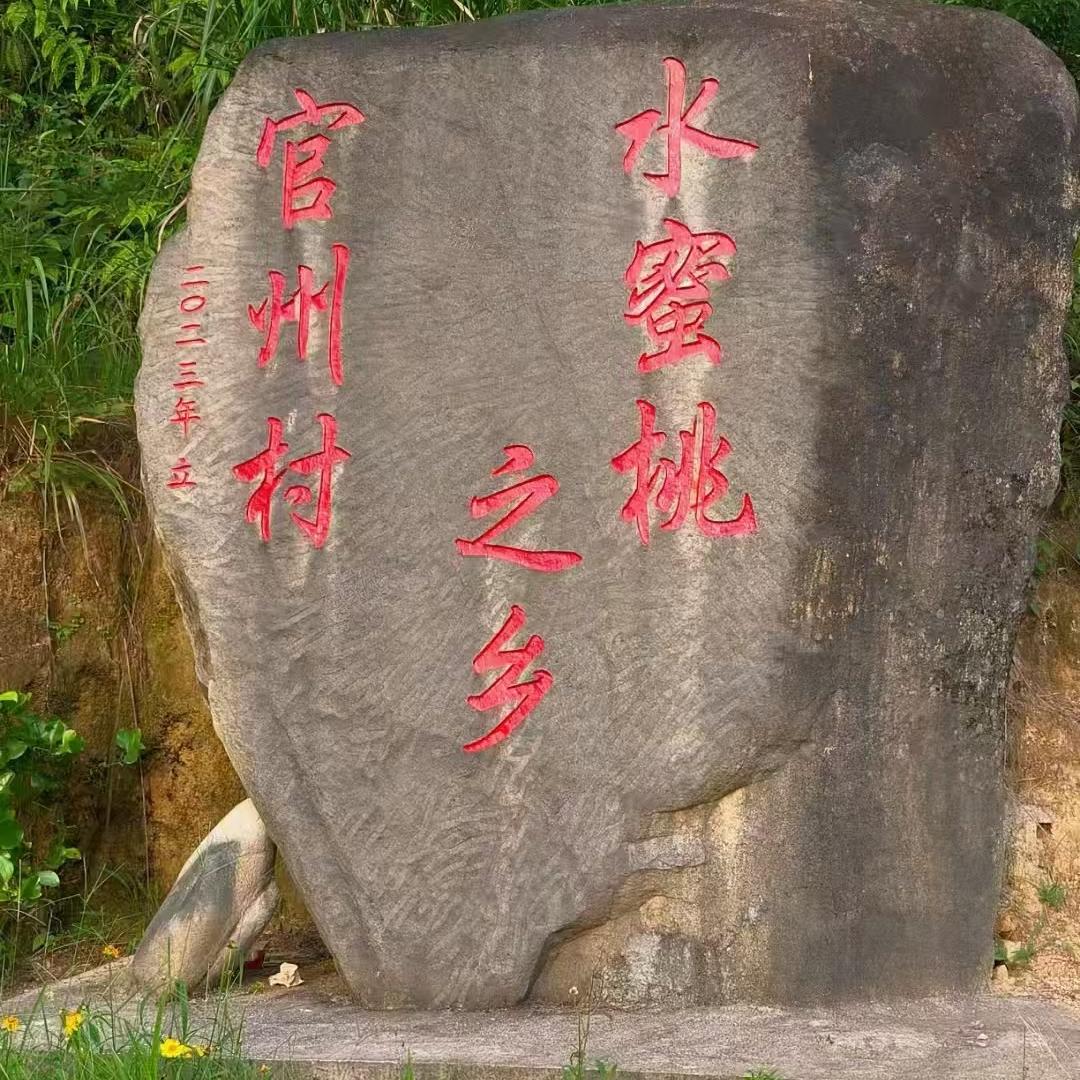 古田县官洲白凤水蜜桃