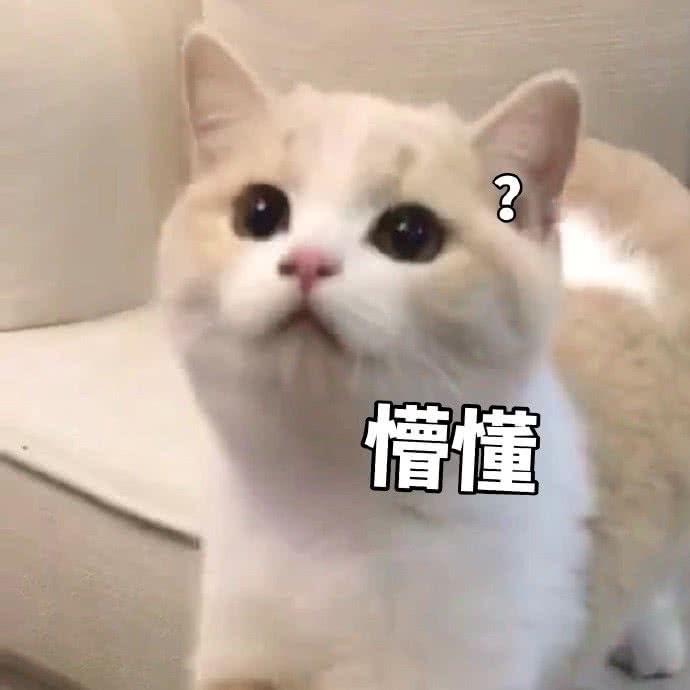 是只柴犬啊