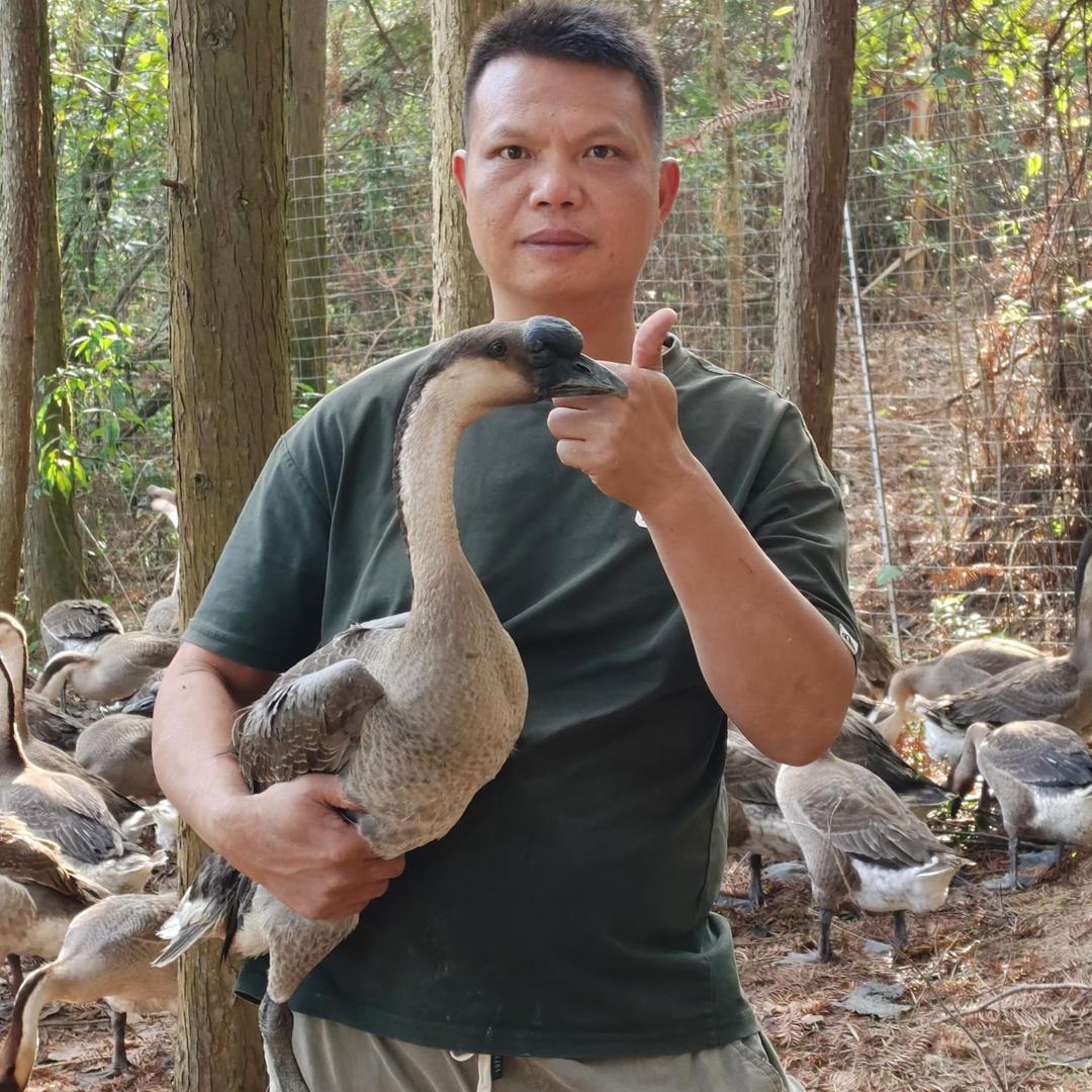 从化黄哥鸡鸭鹅