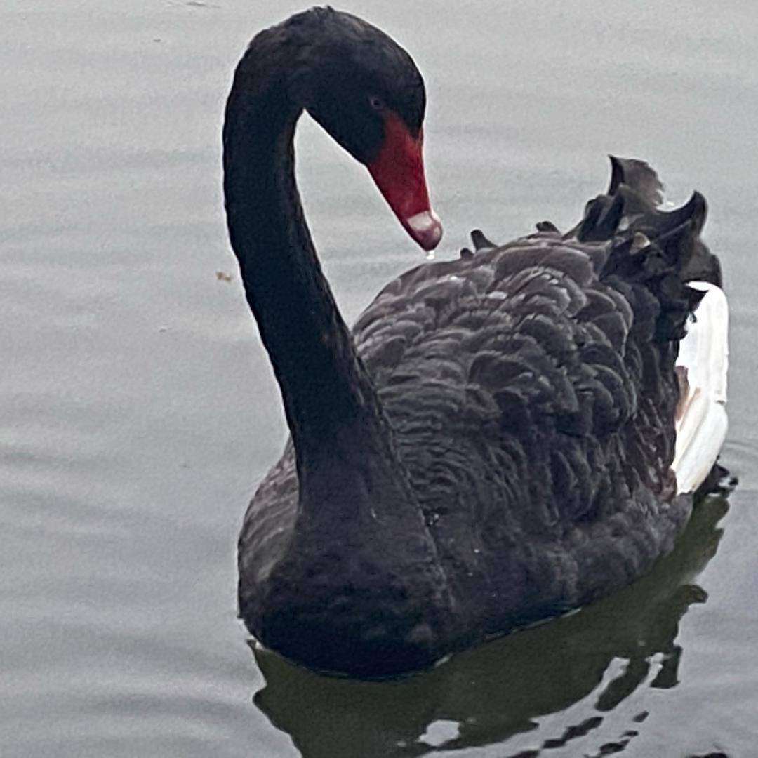 大森林中的小笨笨