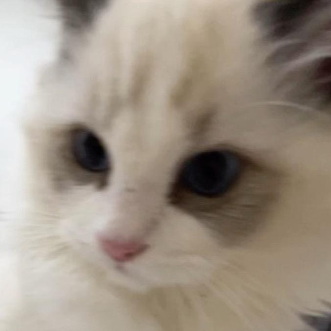 苹果茉莉绿