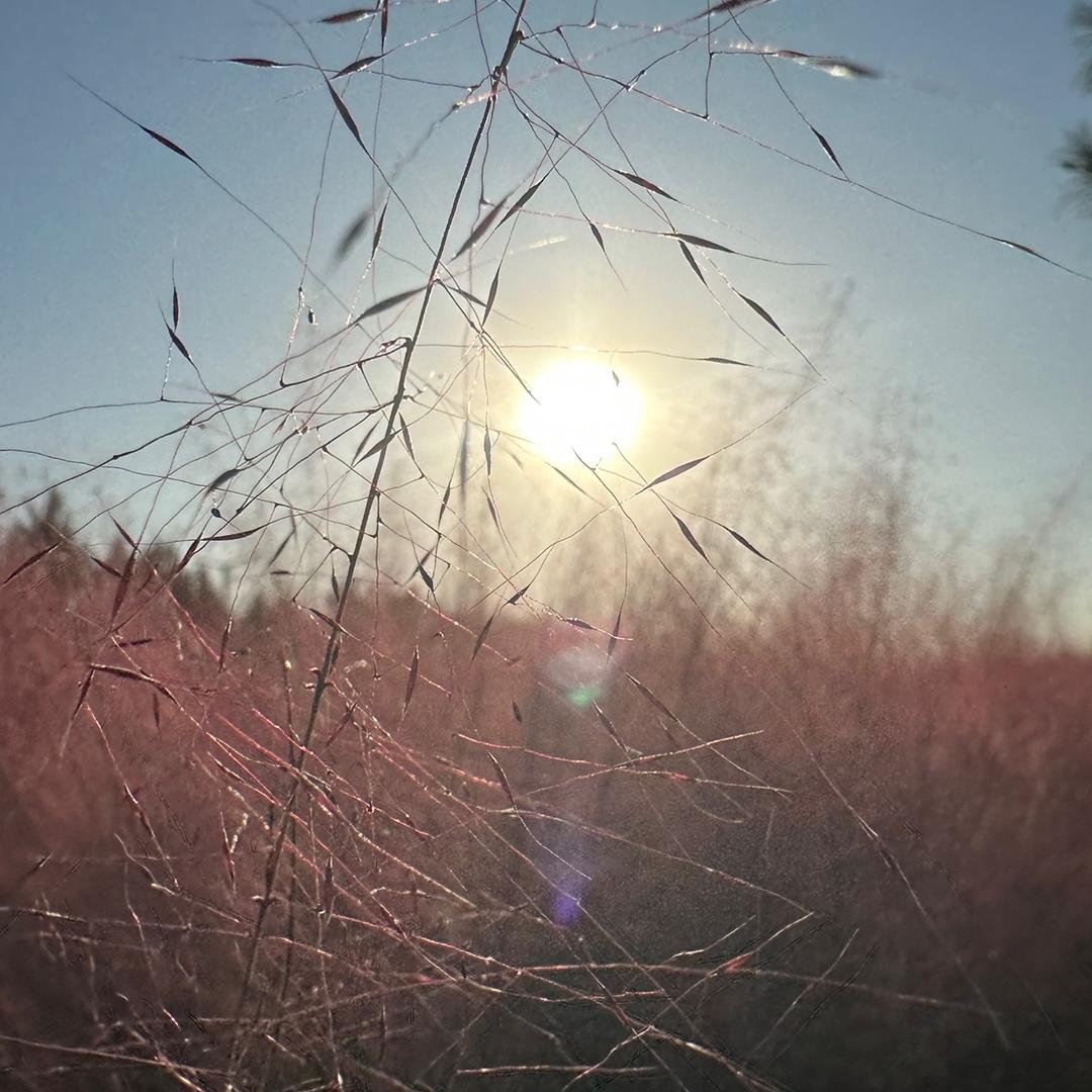 所念皆如愿丶（欧皇助力限定版）