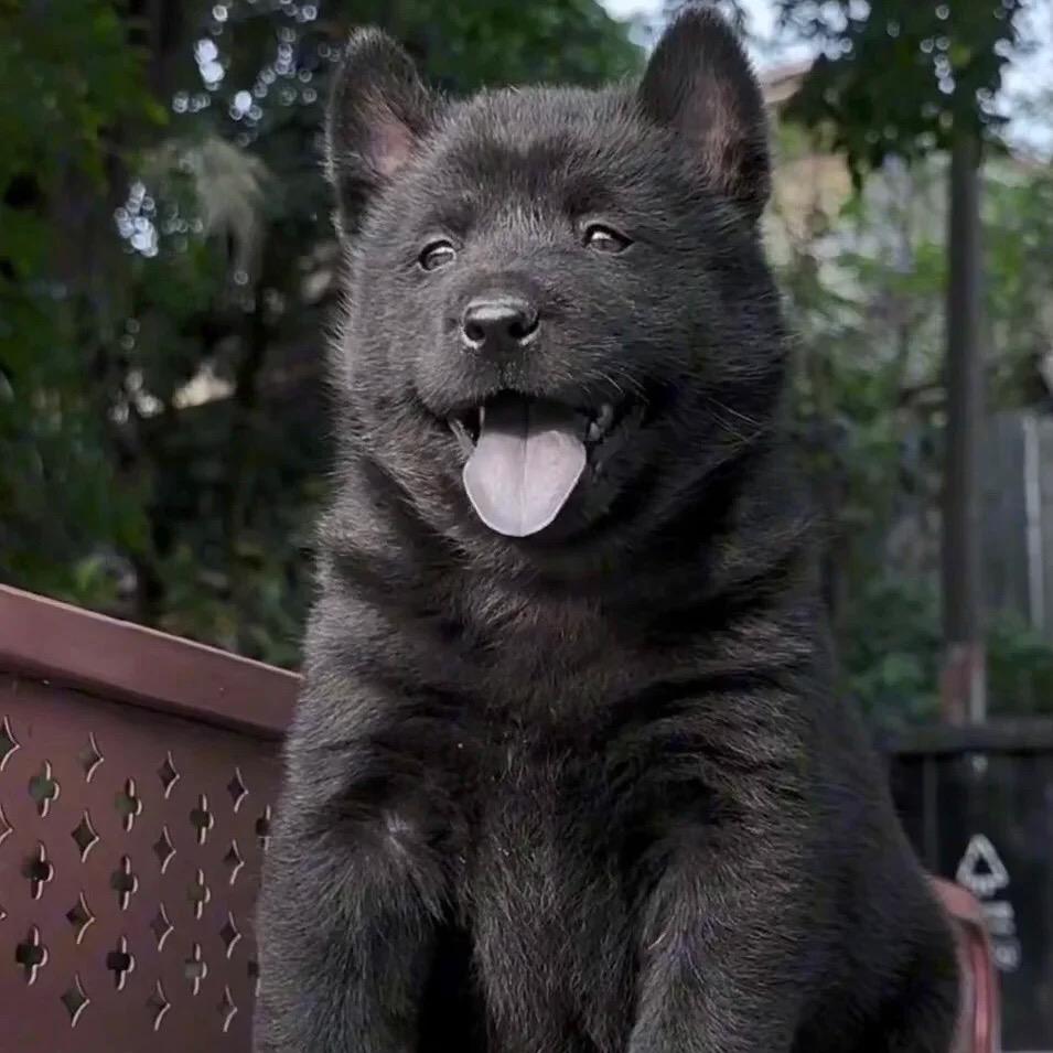 找只田园犬