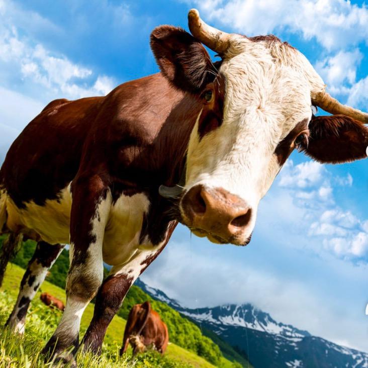 会说剧的牛@抖音