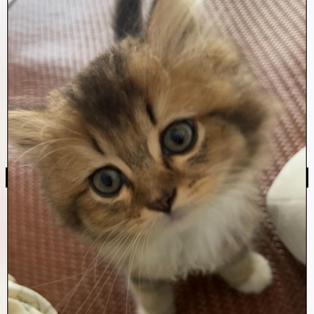 充电器是只喵🐱