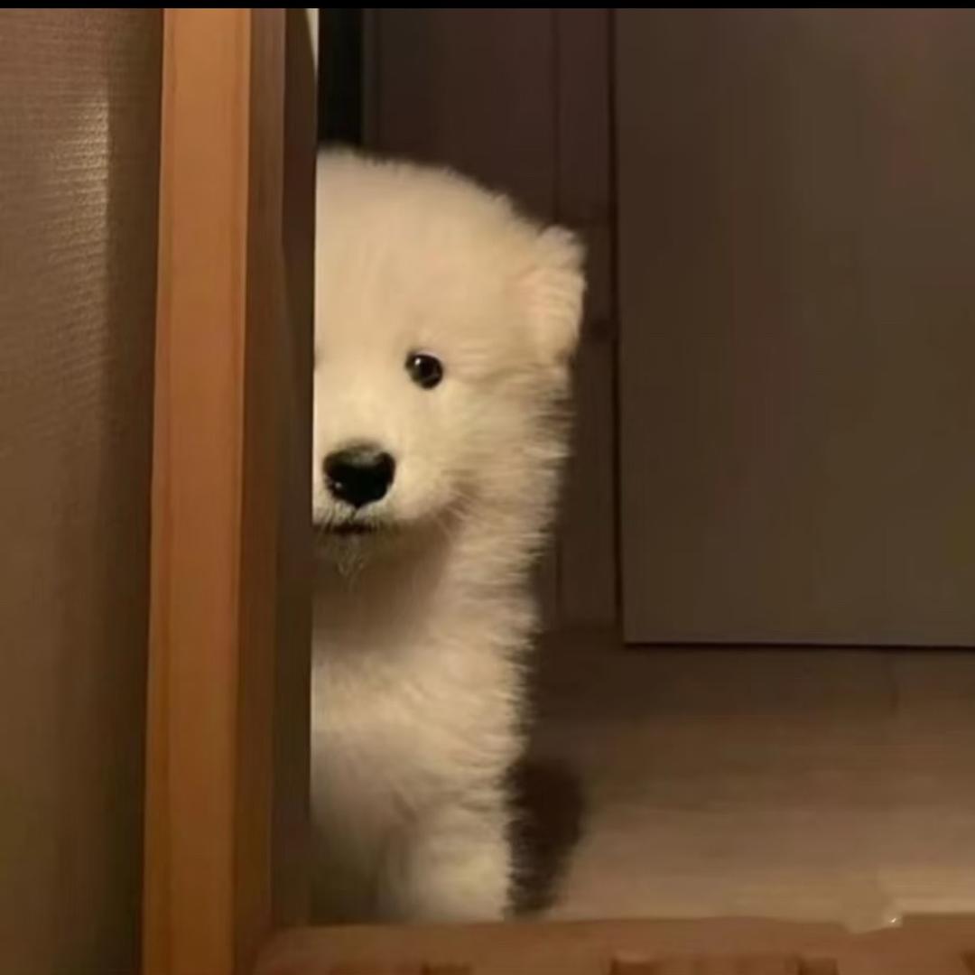 啵啵虎