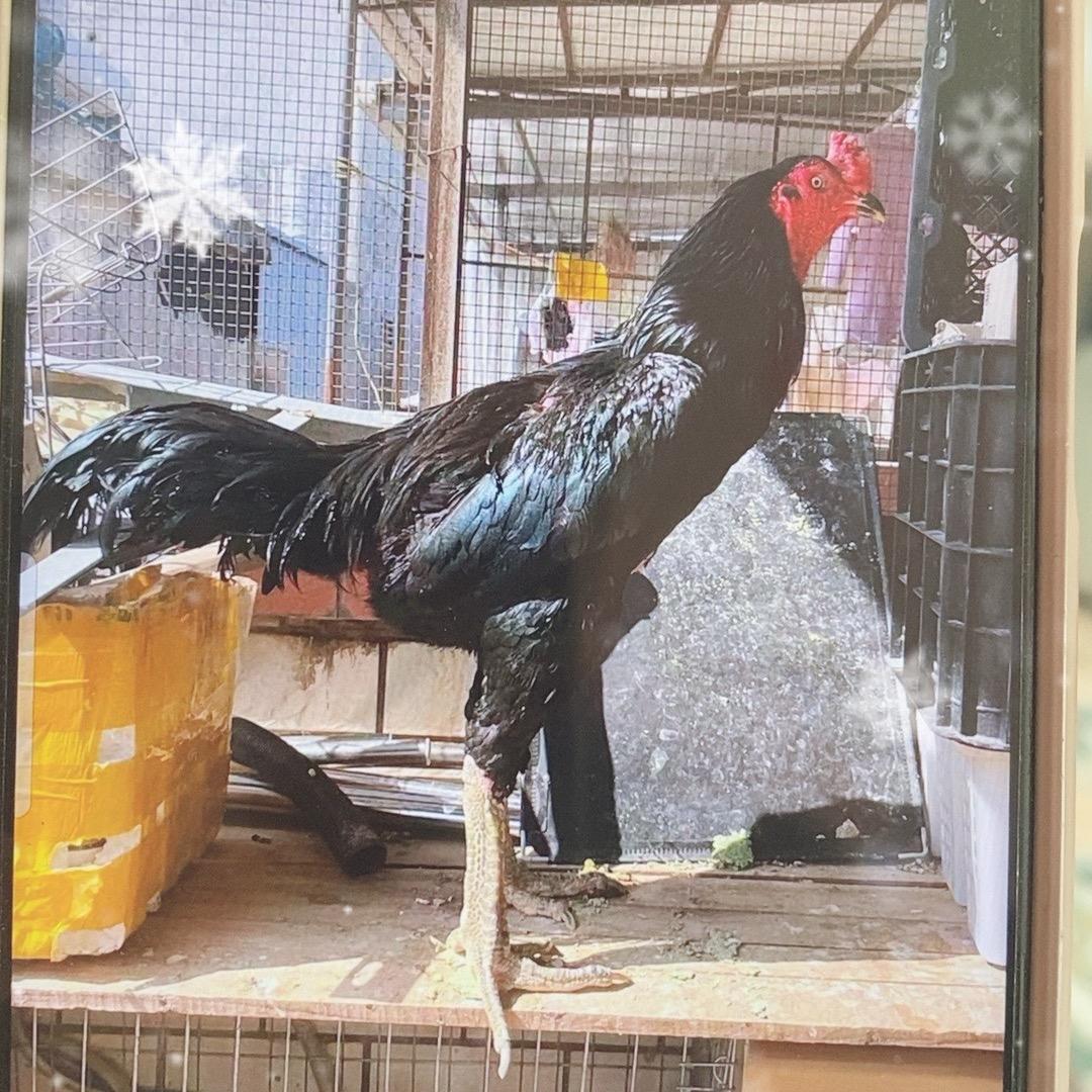 贵阳黔洋洋