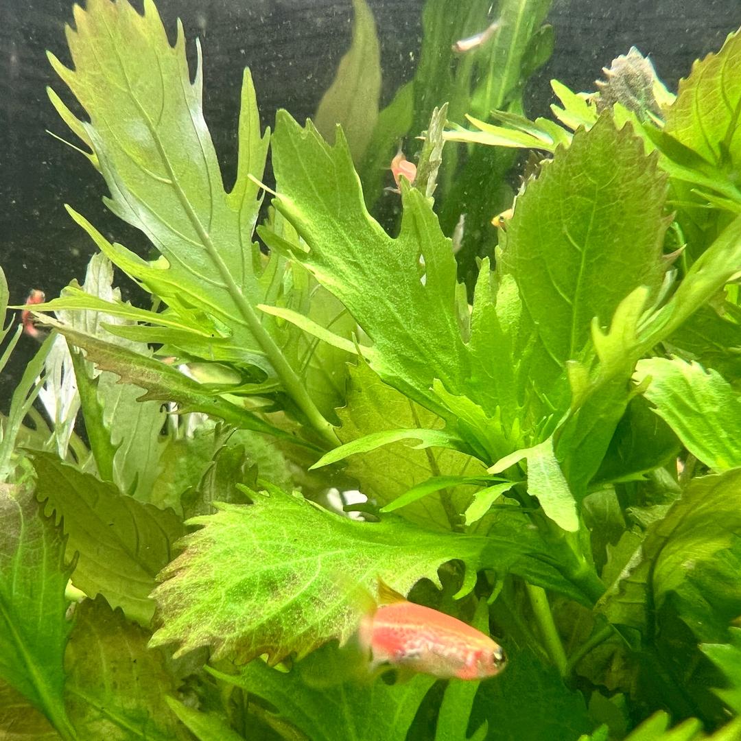 蓝昕水族造景