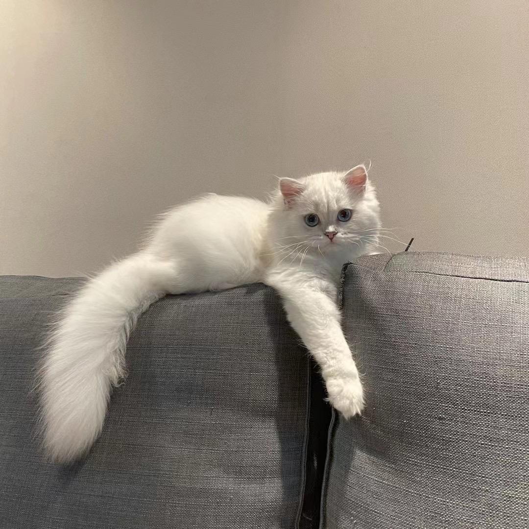 奇异果来啦