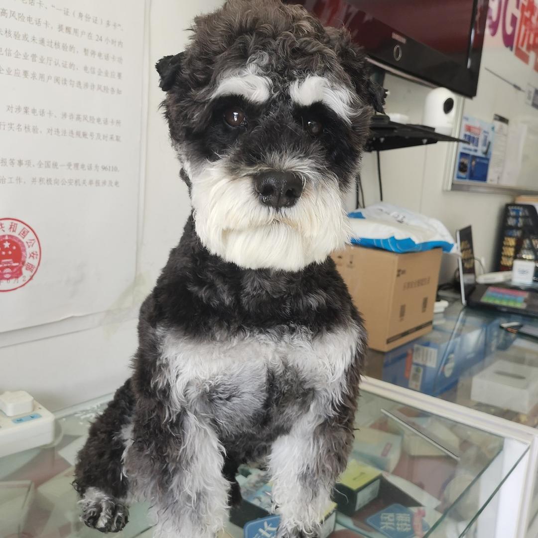 雪纳瑞瑞（美院城堡酒店）