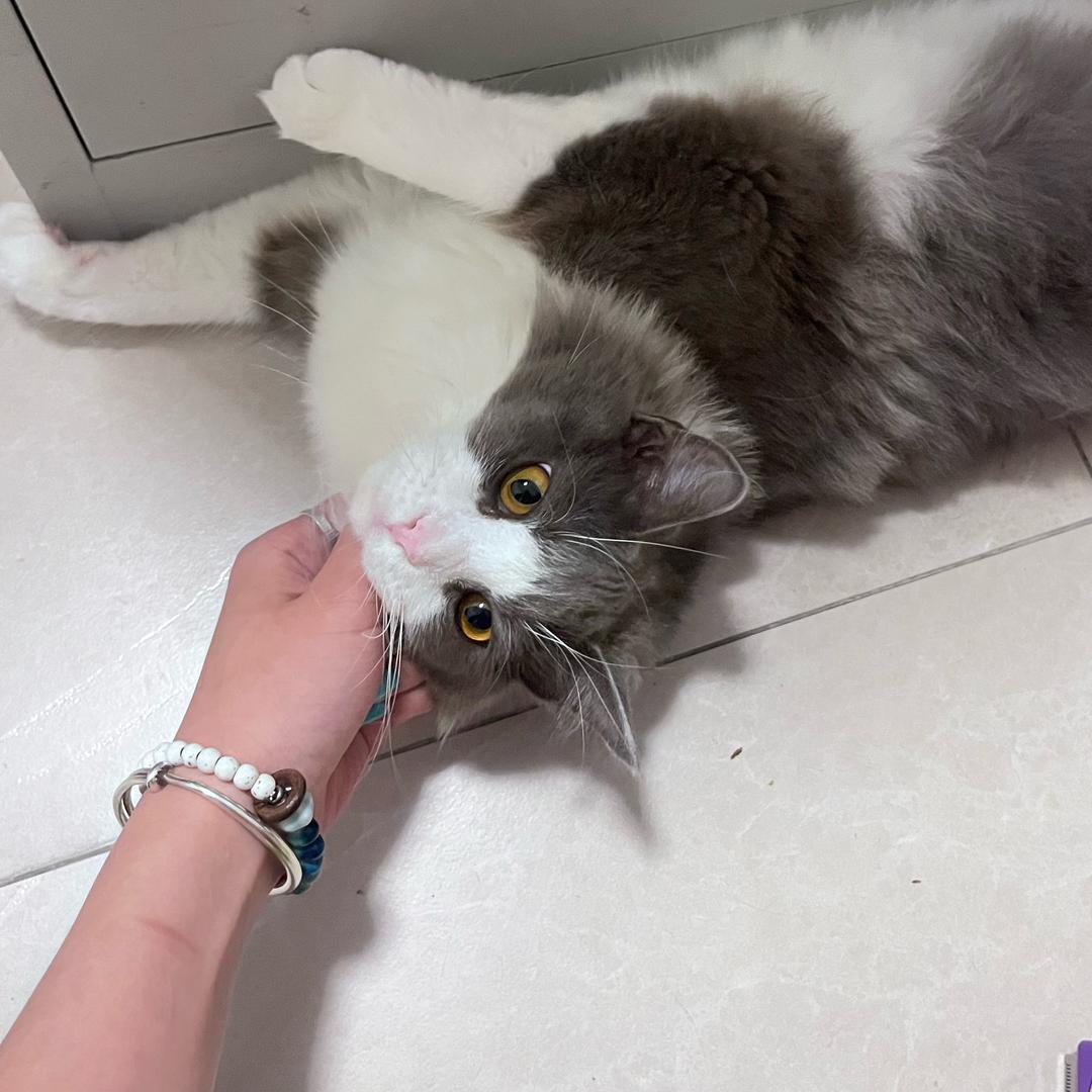 小玫瑰