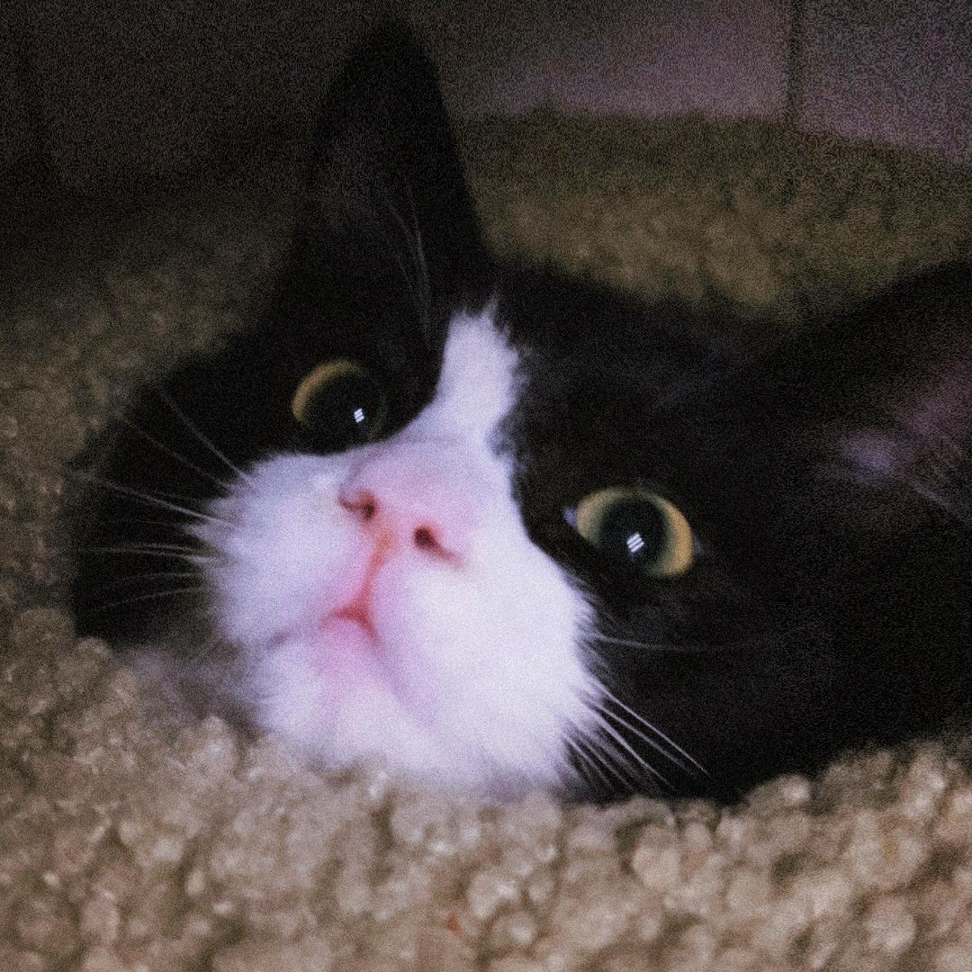 衩衩和好姐妹们