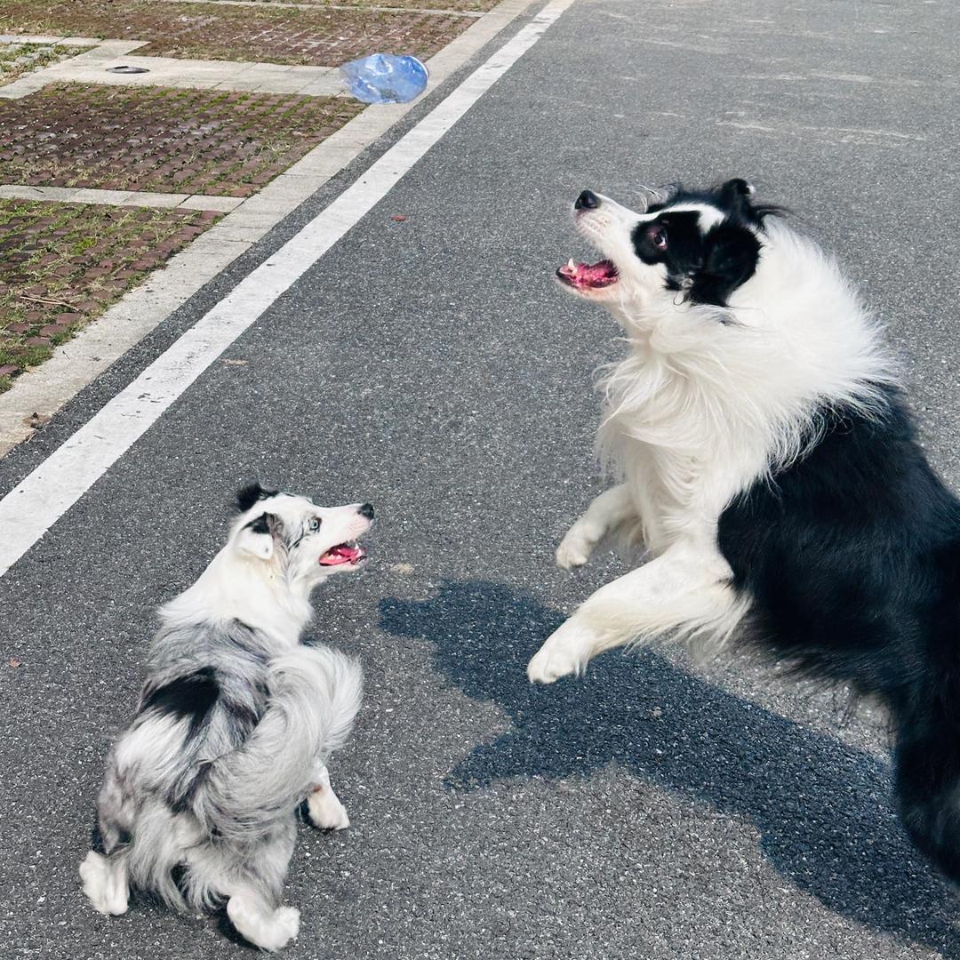 边牧blue和他的童养媳