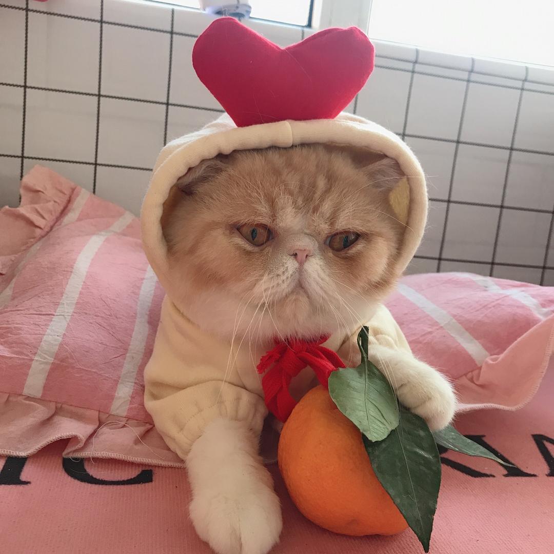 大橘为重🍊