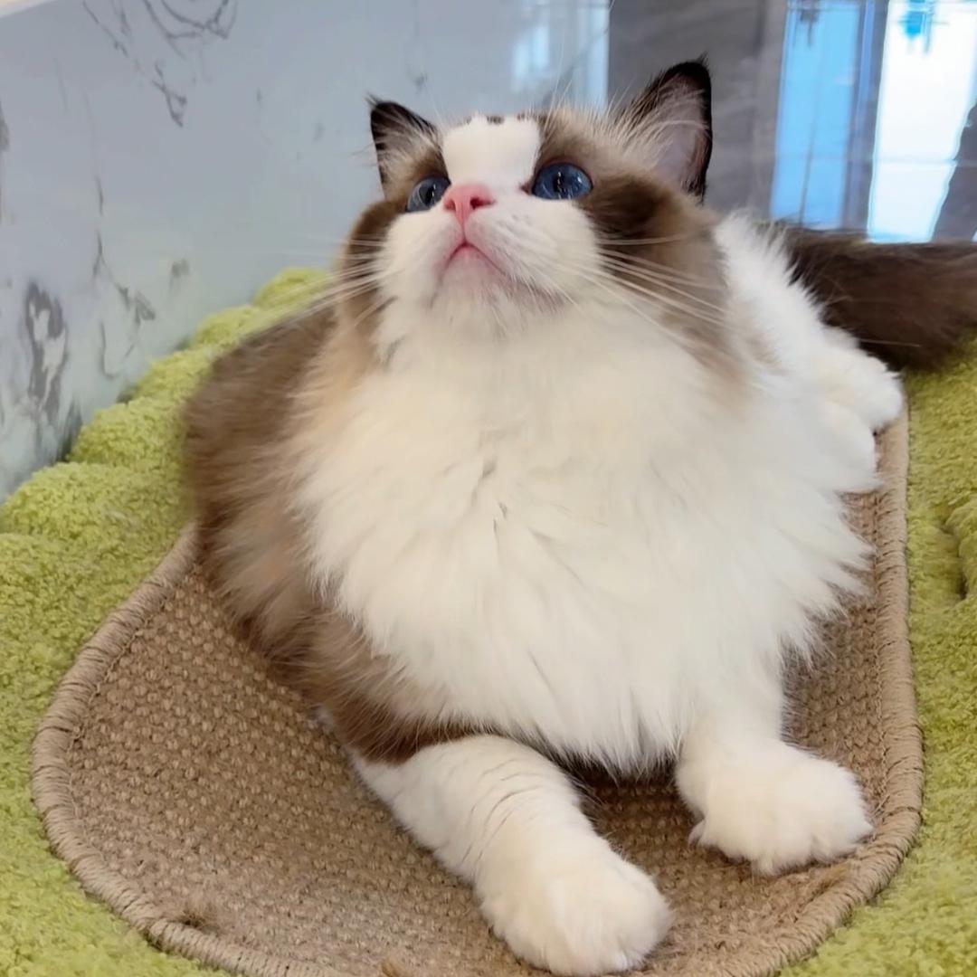 猪咪是只可爱猫