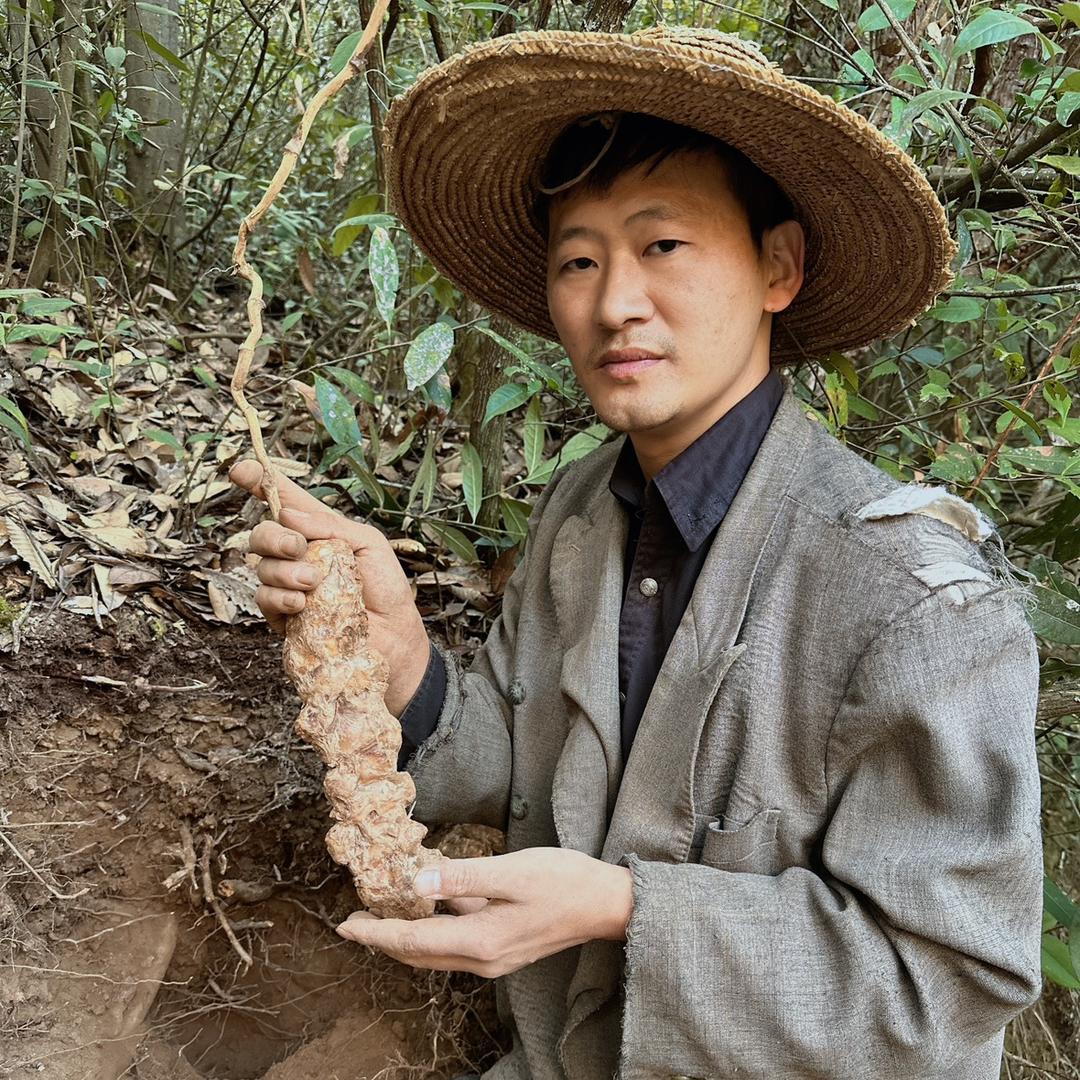 深山土茯苓
