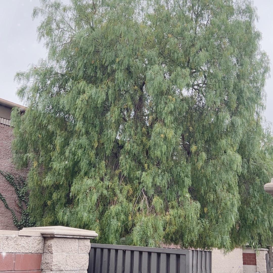窗外的雨