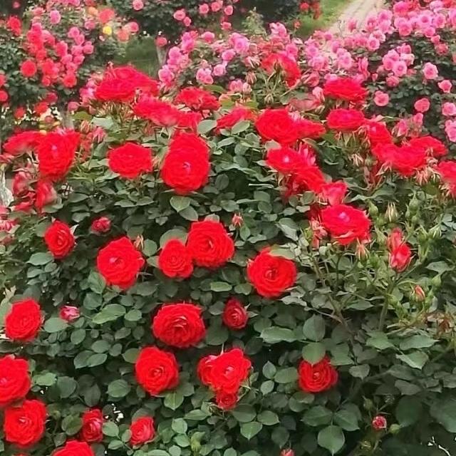 昱瑱园艺
