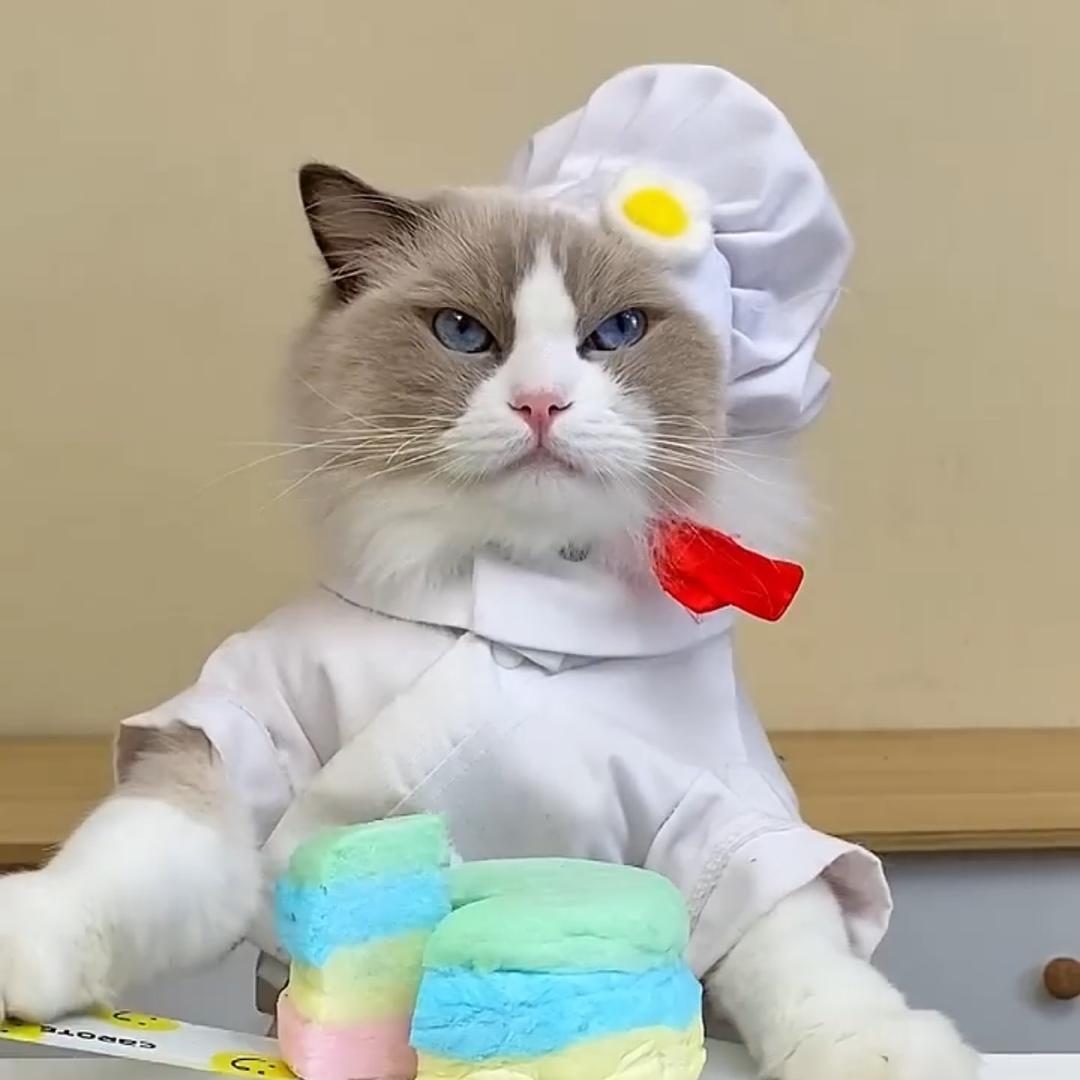 泡芙是一只美食喵