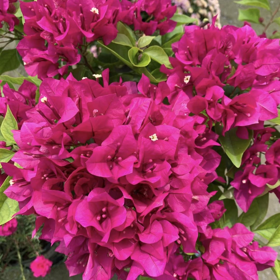 花朵朵三角梅基地