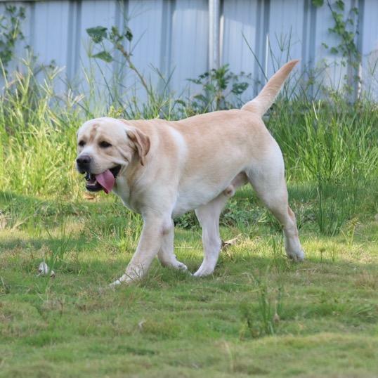 塞奇是一只拉不拉猪