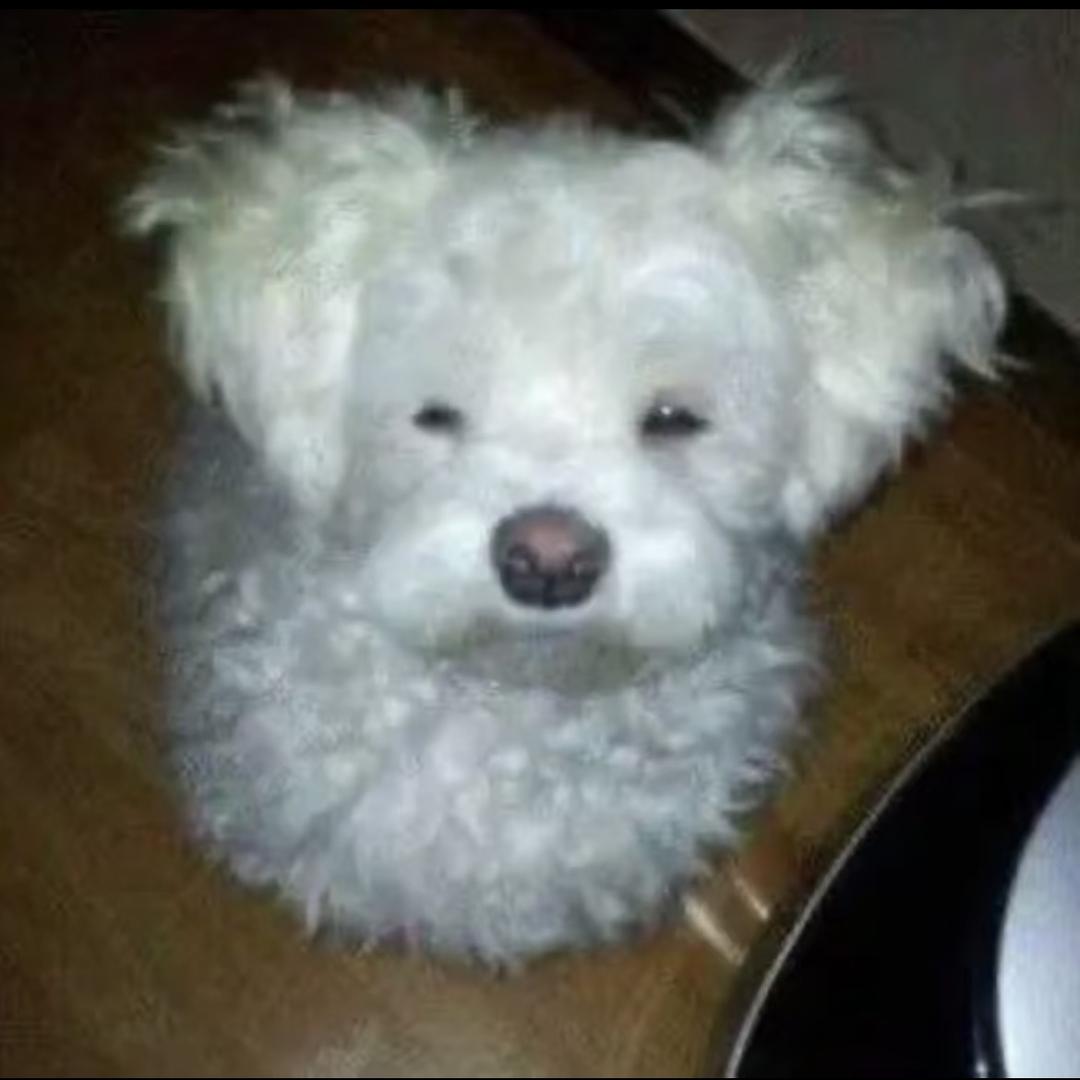 Bidnyifmsi