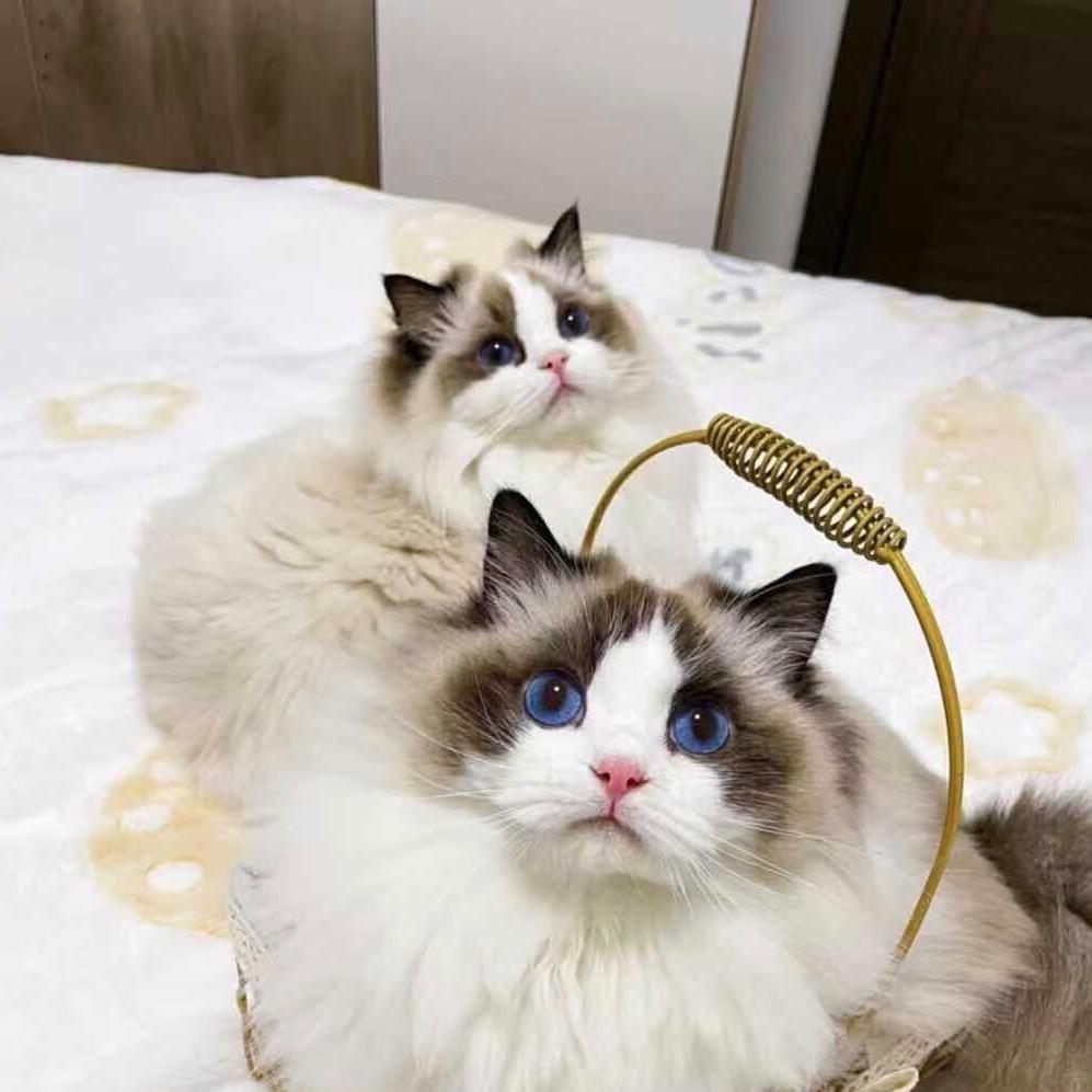 Lucky宠物猫（选猫看合集）