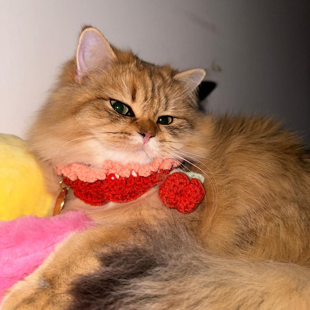 做特立独行的猪