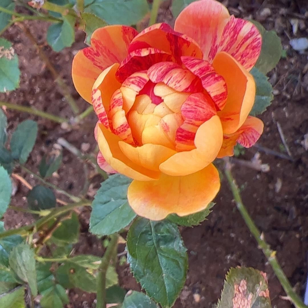 上官建平【莆田】