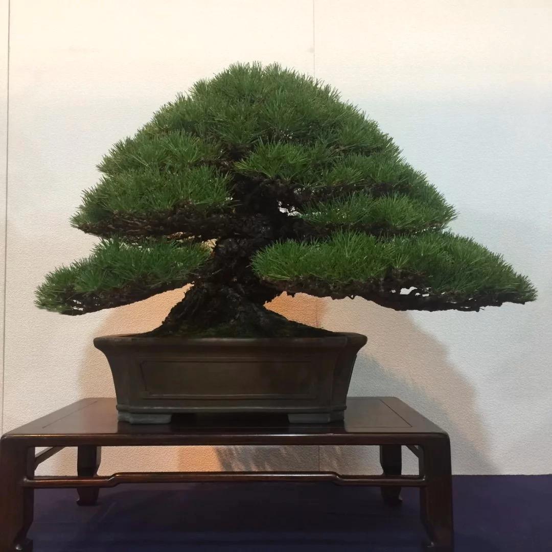 大周盆景
