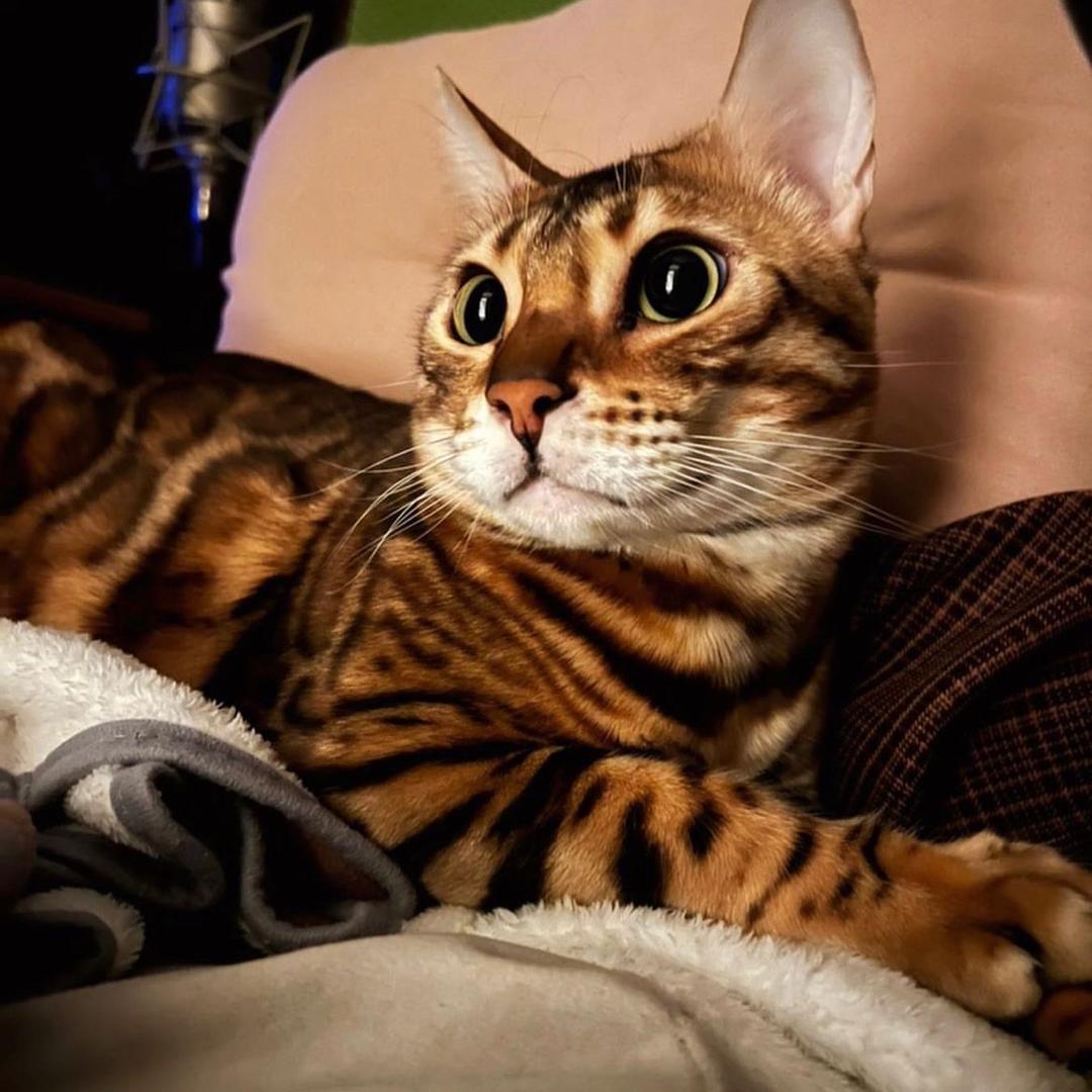 多加香菜多加辣