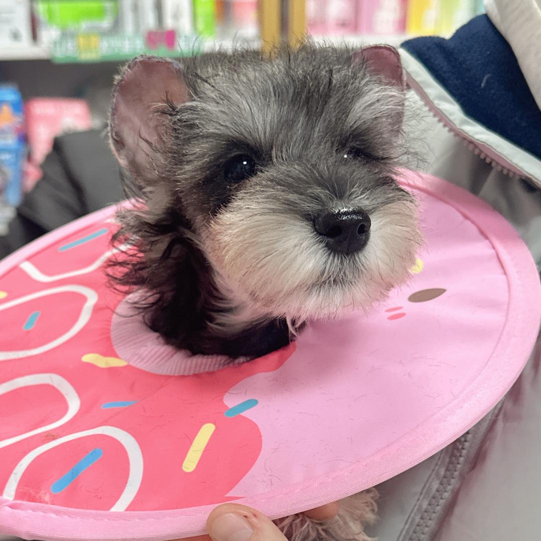 汉堡是只雪纳瑞