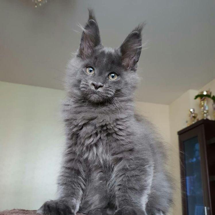 程序员家的缅因猫