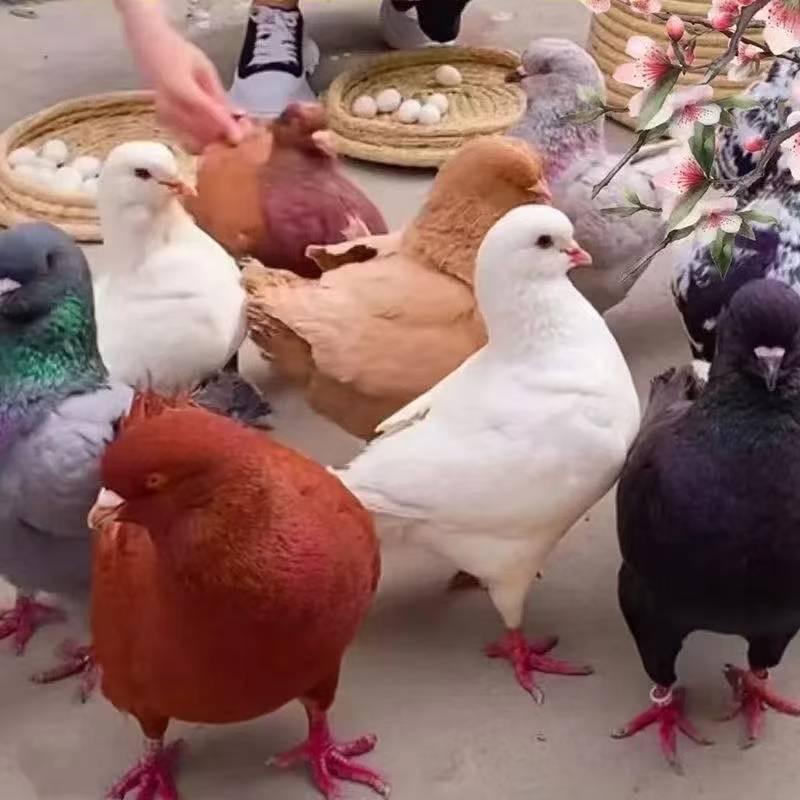 宇航鸽业