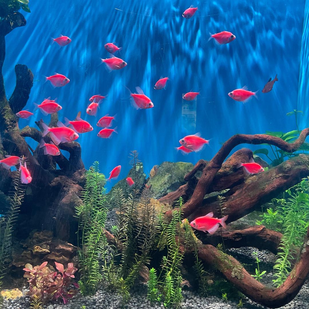 芳芳