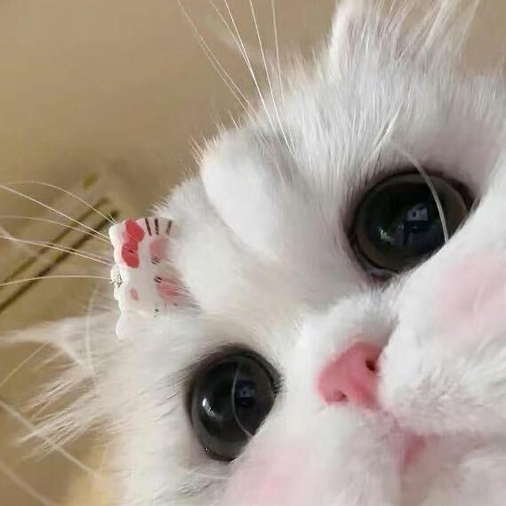 Y_西红柿鸡蛋面