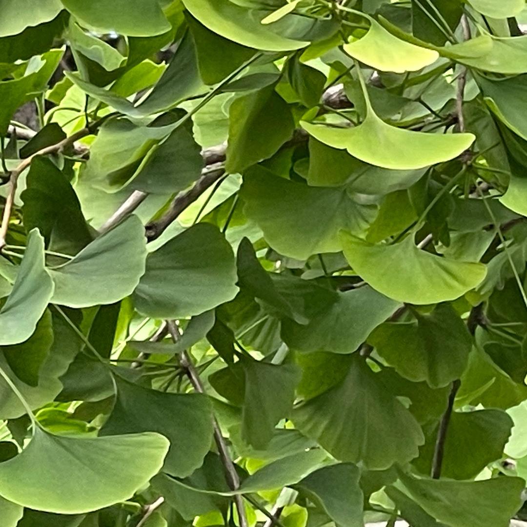 用户9587350483448